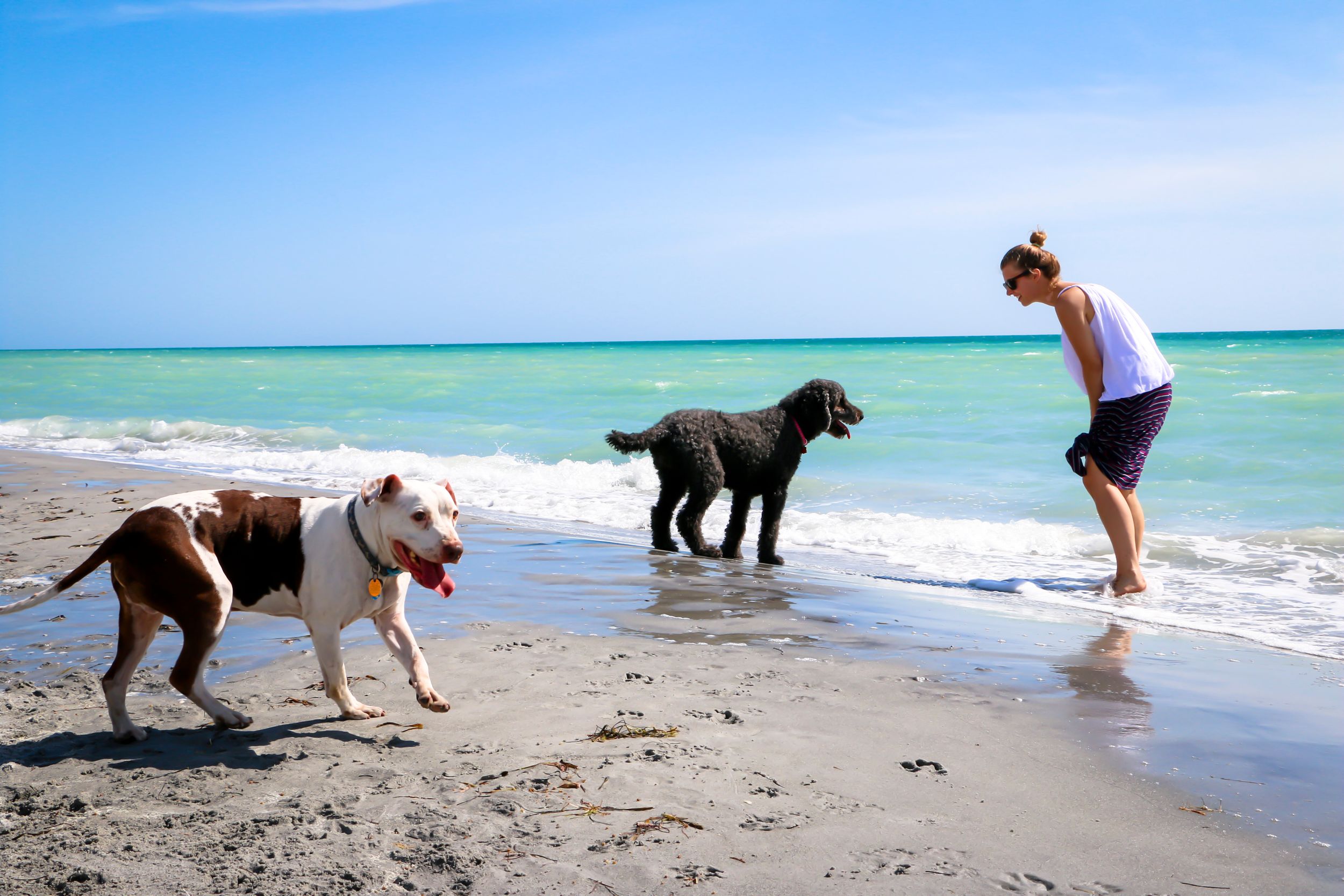 Two dogs and owner play near the shore on a dog-friendly beach.