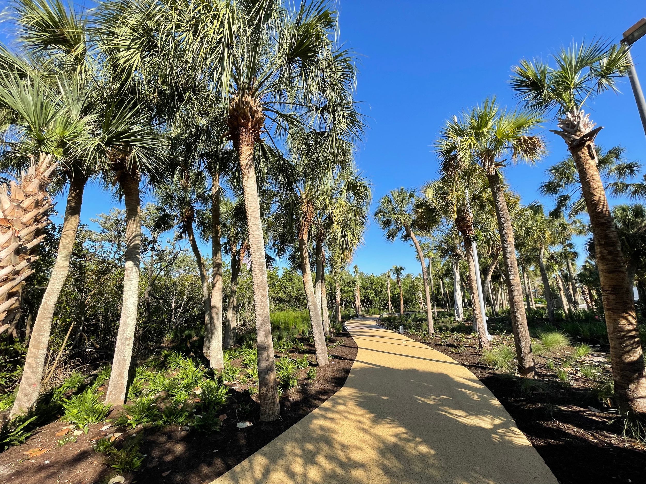 Outdoor path shaded by palm trees.